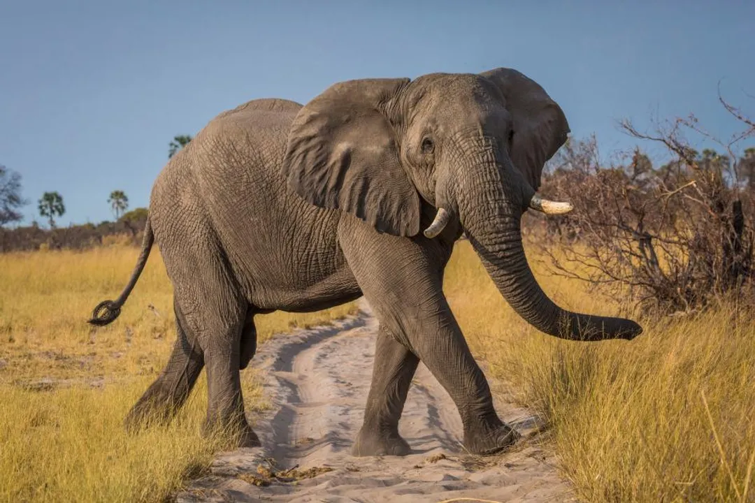 What are the physical characteristics of an elephant?