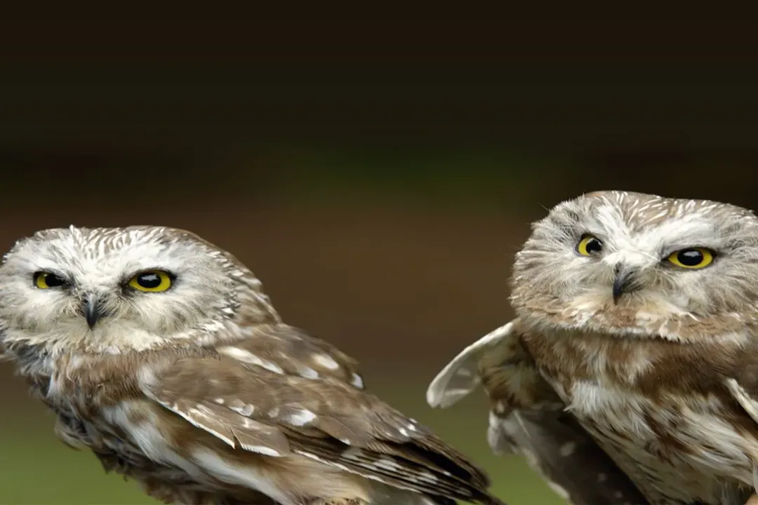What are the physical characteristics of an owl?, Large Eyes