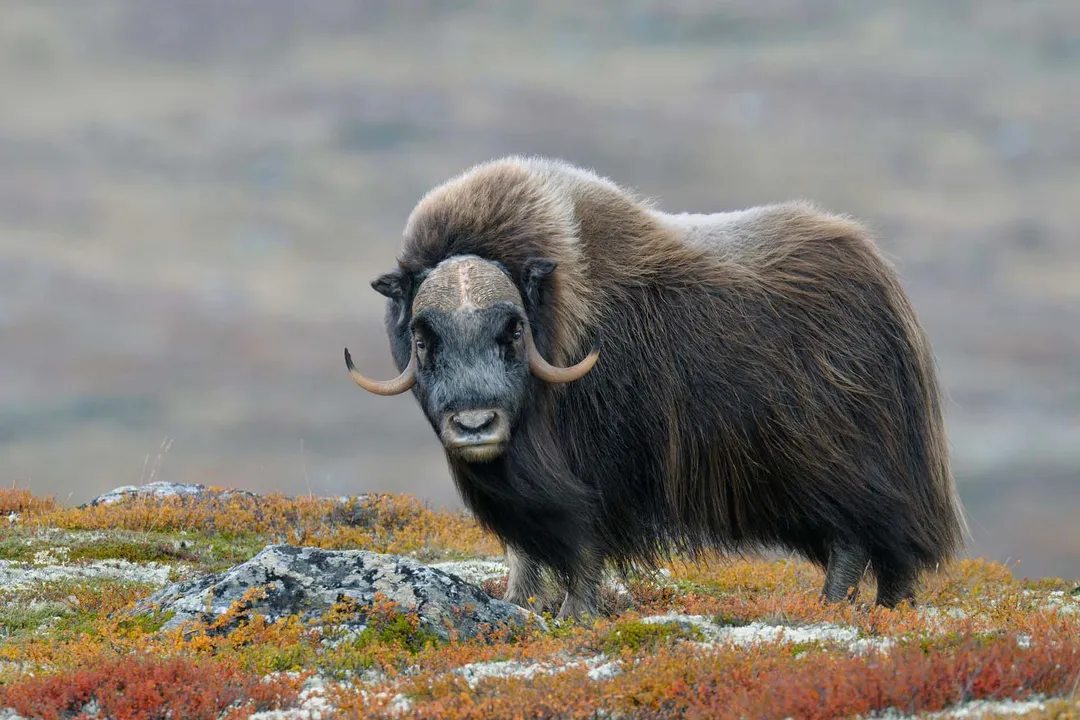 What are the physical characteristics of an ox?