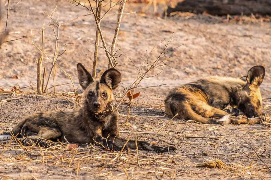 What are the physical characteristics of the African wild dog?