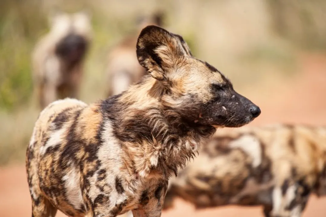 What are the physical characteristics of the African wild dog?, Lean Framework