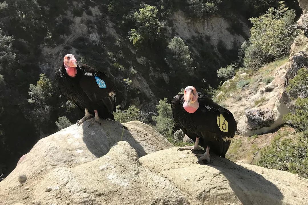 What are the physical characteristics of the California condor?, Head Appearance
