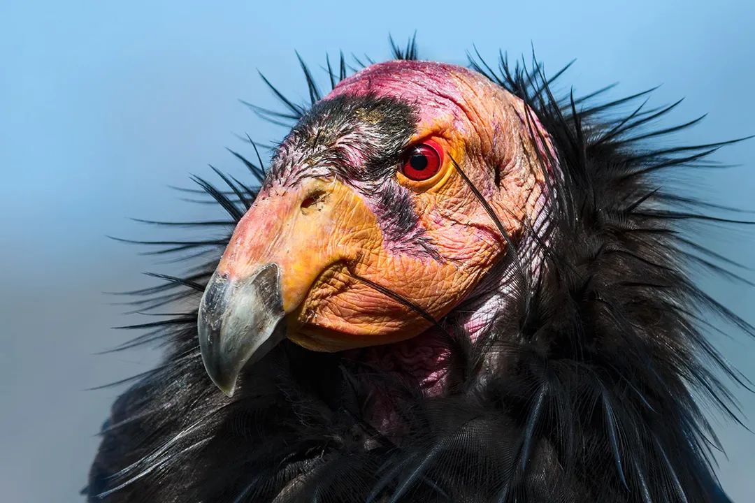 What are the physical characteristics of the California condor?, Plumage Detail