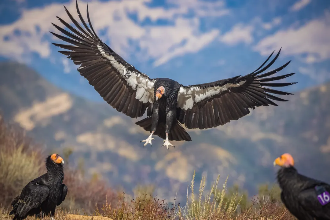 What are the physical characteristics of the California condor?, Limbs Features