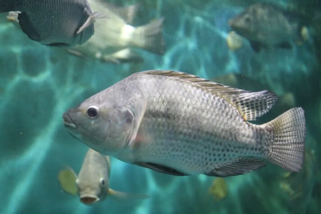 What are the physical characteristics of the Nile tilapia?