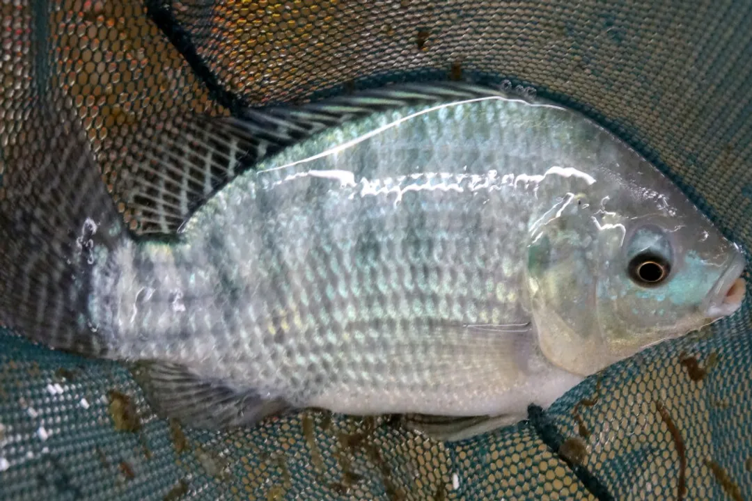 What are the physical characteristics of the Nile tilapia?, Color Variation