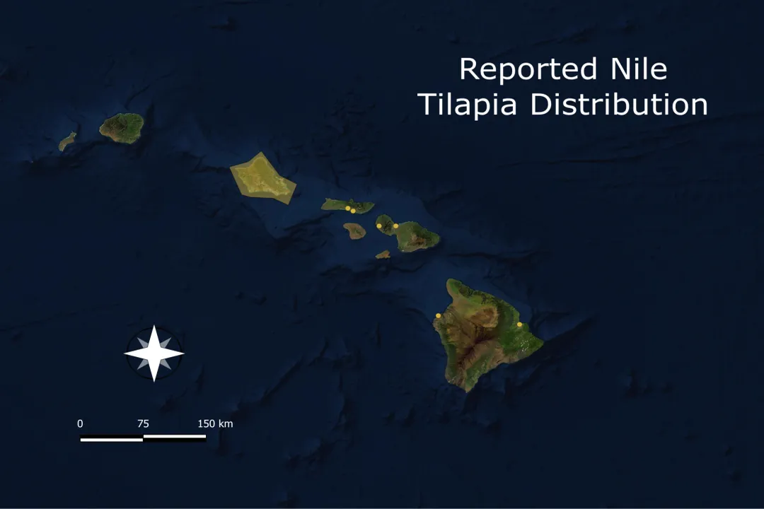 What are the physical characteristics of the Nile tilapia?, Mouth and Dentition