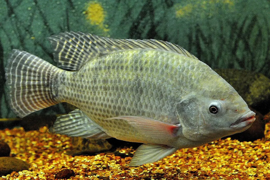 What are the physical characteristics of the Nile tilapia?, Fin Structure