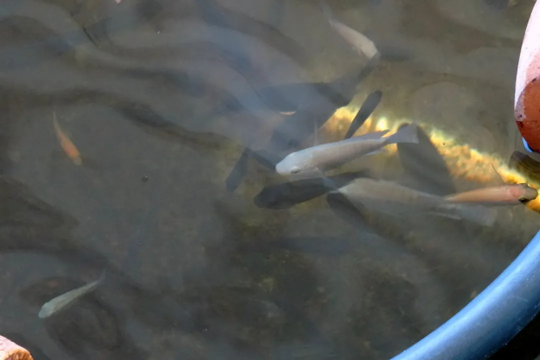 What are the physical characteristics of the Nile tilapia?, Body Dimensions