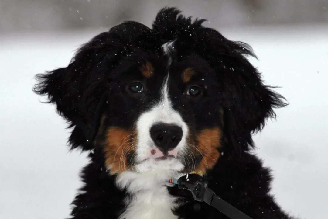 What are the physical features of a Bernese Mountain Dog?, Coat Coloring
