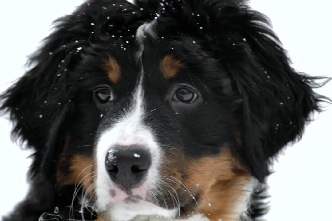 What are the physical features of a Bernese Mountain Dog?, General Stature