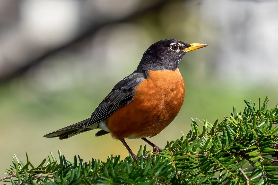 What are the physical features of a robin?, Size Stature