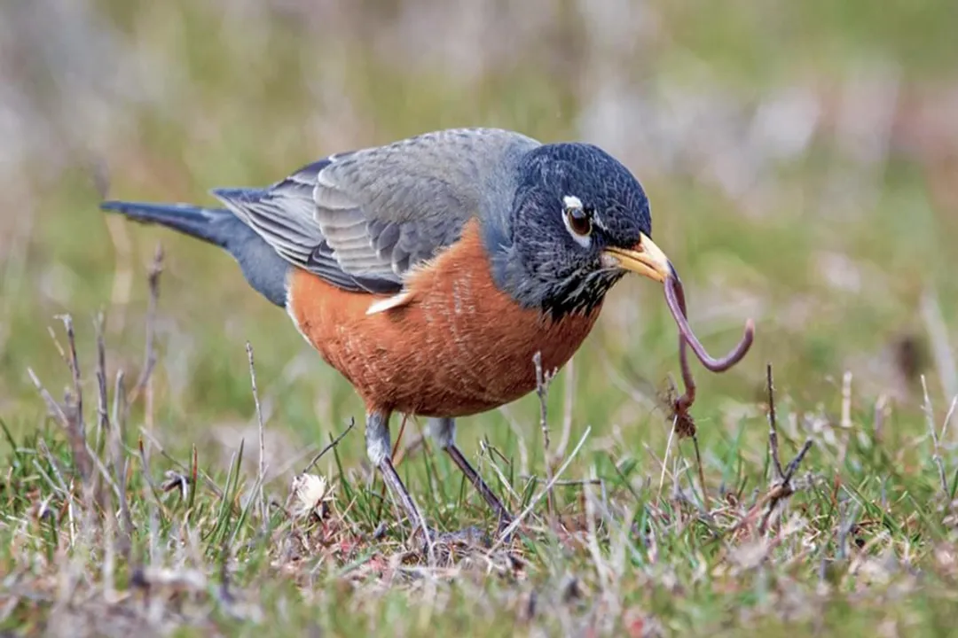 What are the physical features of a robin?