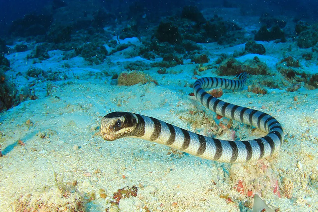 What are the physical features of a sea snake?, Air Access