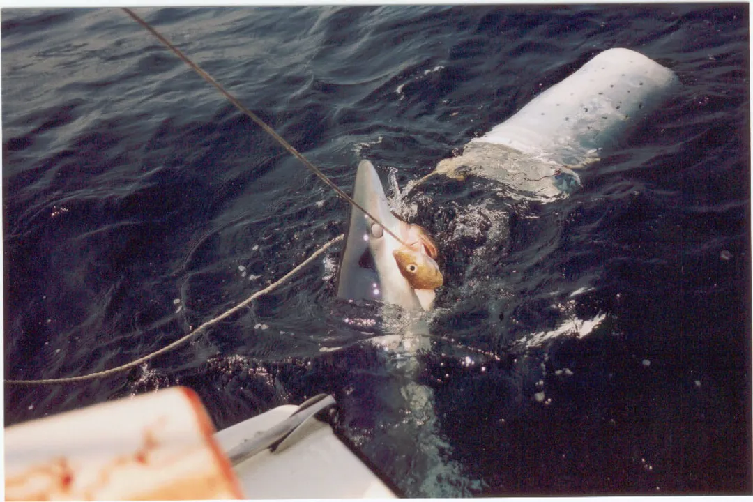 What are the physical features of a shark?, Skin Surface