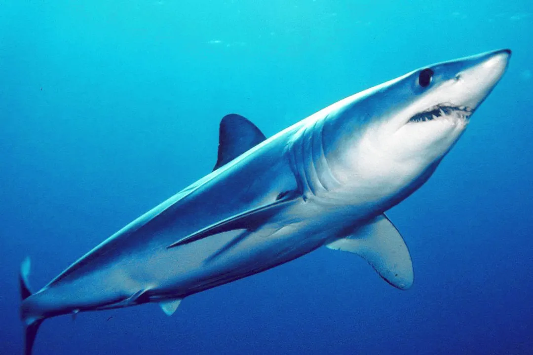 What are the physical features of a shark?, Body Form