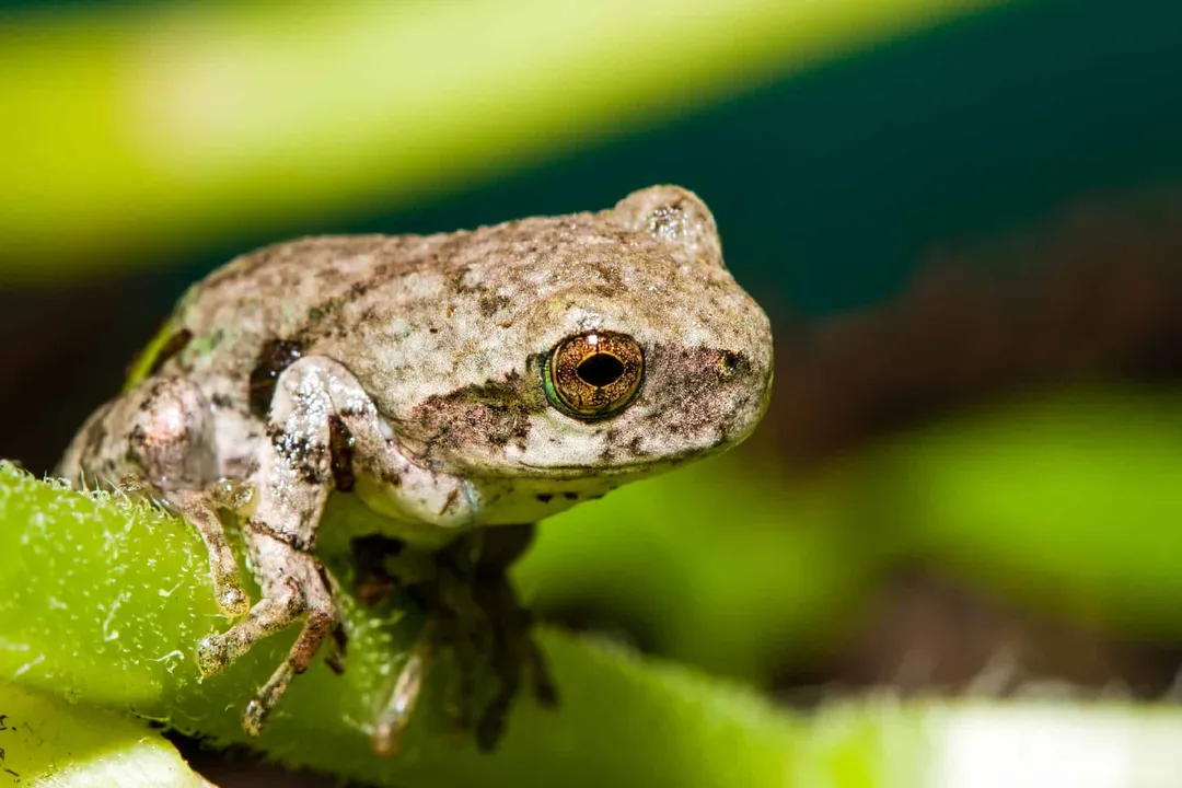 What are the physical features of a tree frog?, Size Range