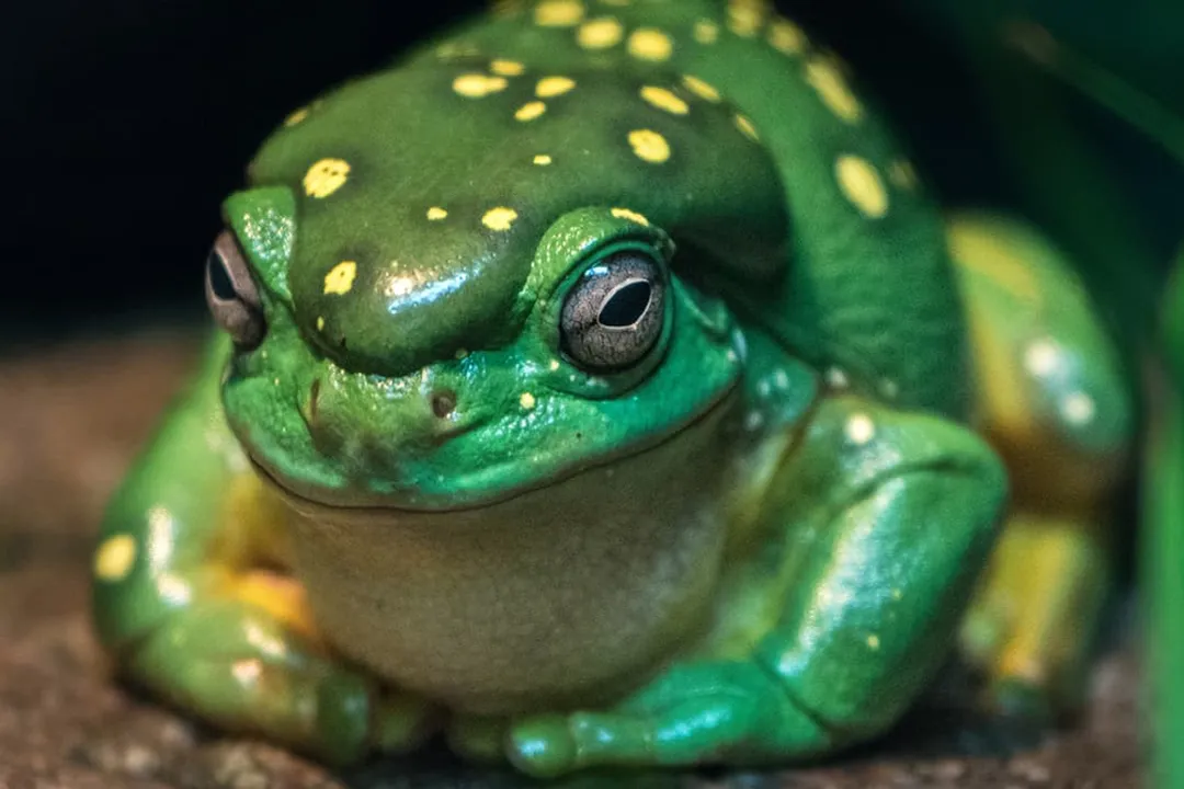 What are the physical features of a tree frog?, Skin Texture