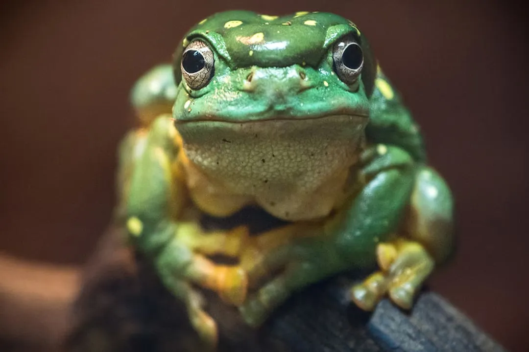What are the physical features of a tree frog?