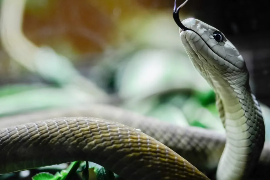 What are the physical features of the black mamba?, Defining Features