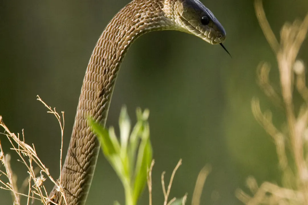 What are the physical features of the black mamba?, Body Coloration