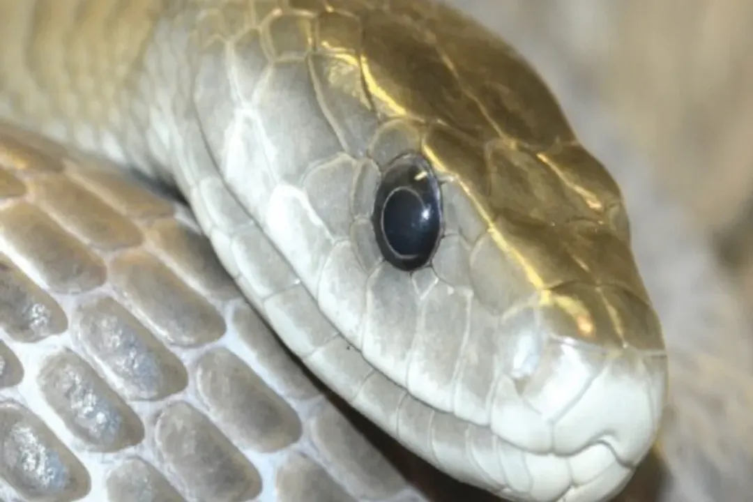 What are the physical features of the black mamba?, Length Measures