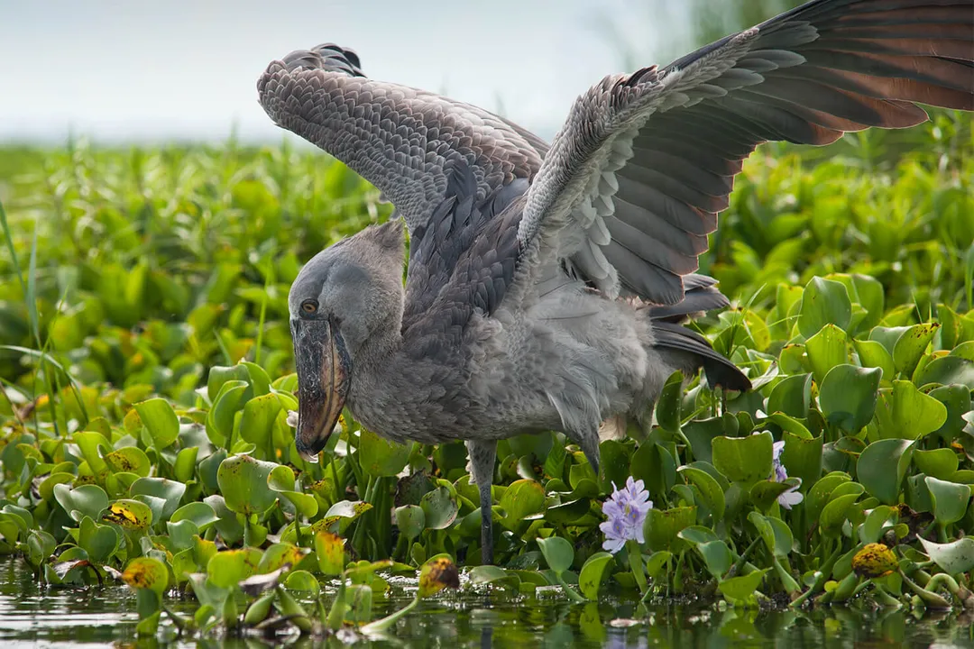 What are the physical features of the shoebill stork?