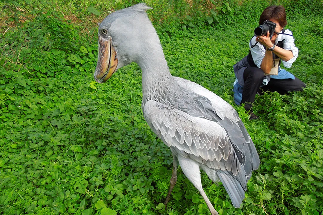 What are the physical features of the shoebill stork?, Plumage Details
