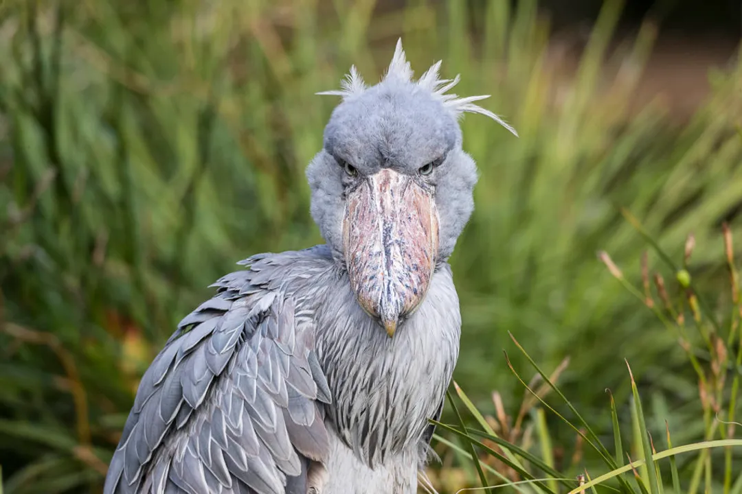What are the physical features of the shoebill stork?, The Beak