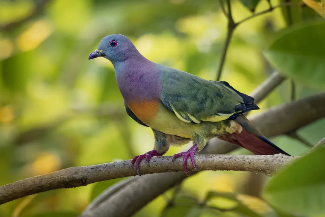 What are the pink-necked green pigeons predators?, Confirmed Hunters