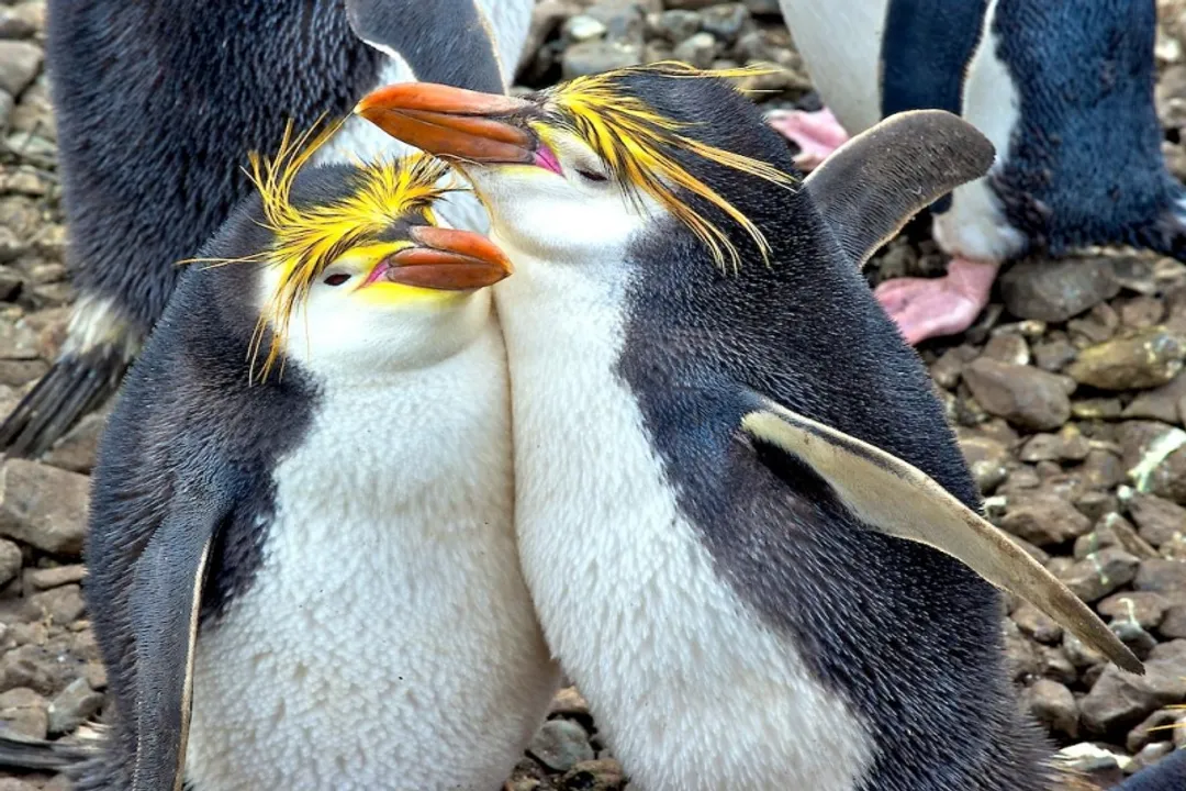 What are the predators of royal penguins?, Marine Hunters