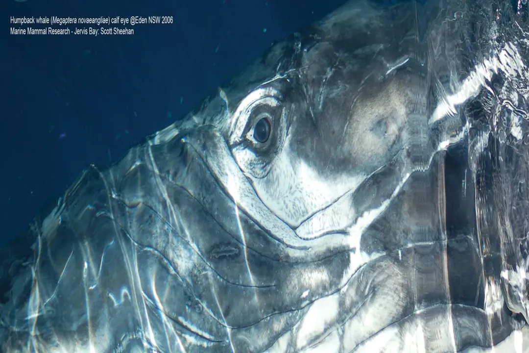 What are the predators of royal penguins?