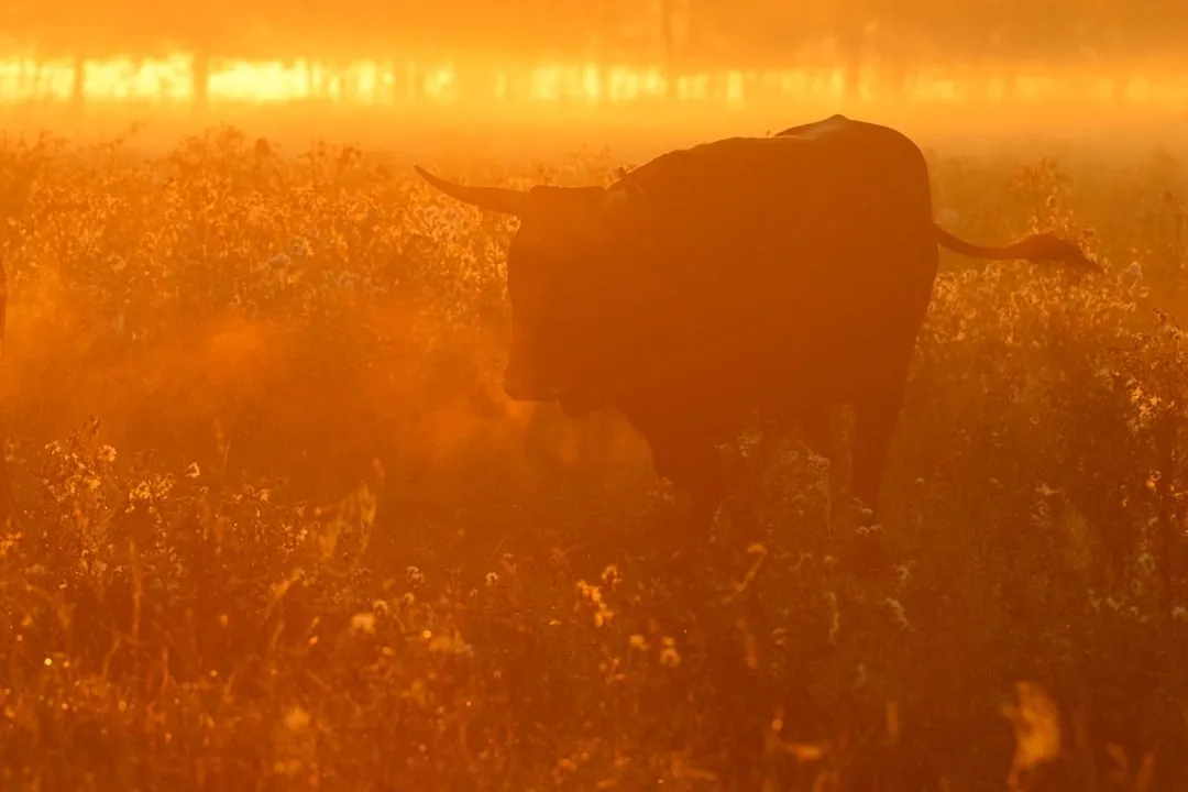 What are the predators of the aurochs?