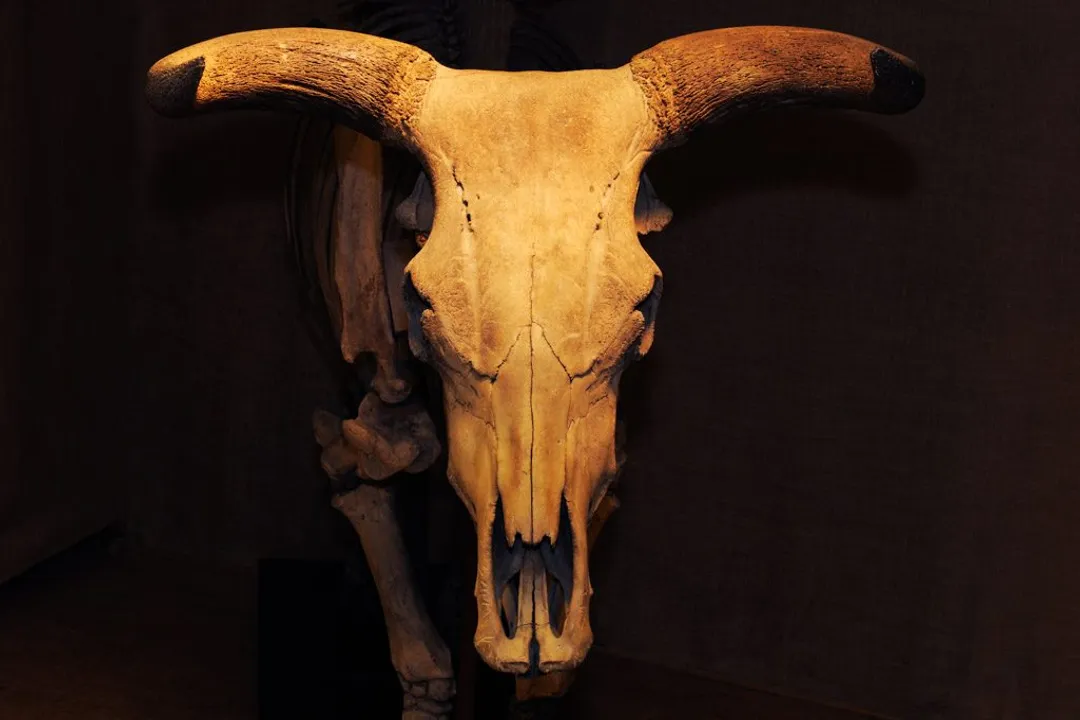 What are the predators of the aurochs?, Mega Carnivores