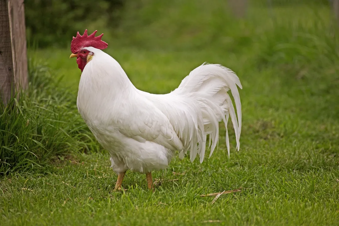 What are the pros and cons of Leghorn chickens?, Energy Use