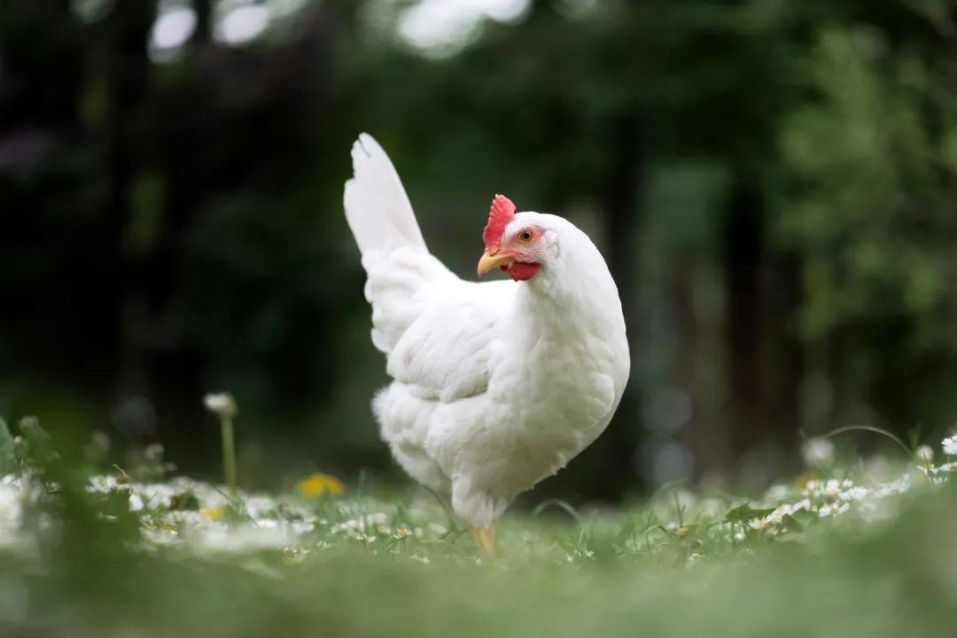 What are the pros and cons of Leghorn chickens?, Size and Weight