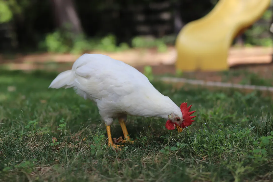 What are the pros and cons of Leghorn chickens?, Disposition