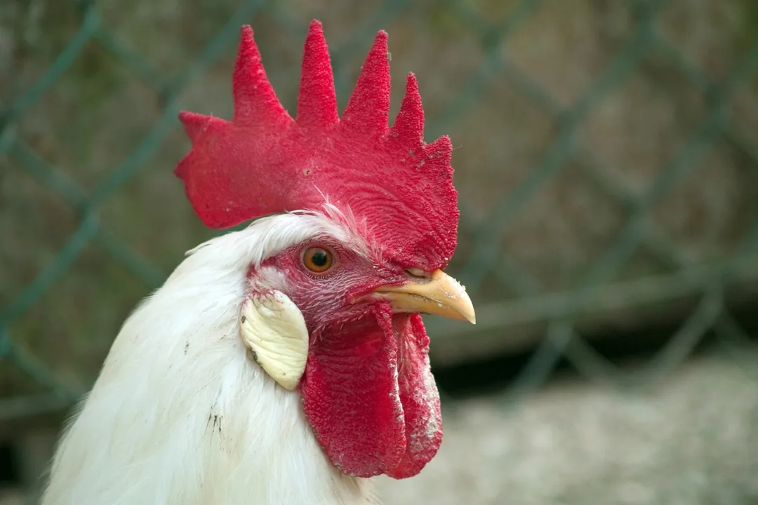 What are the pros and cons of Leghorn chickens?, Egg Output