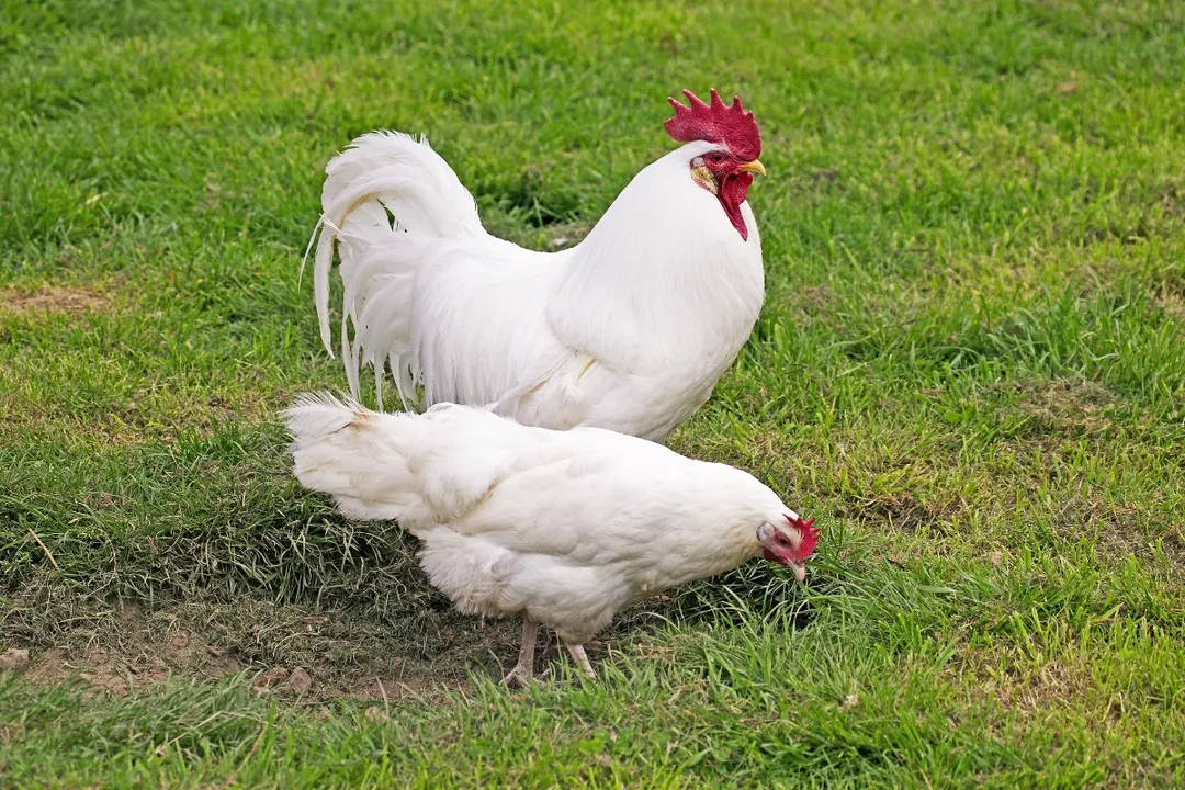 What are the pros and cons of Leghorn chickens?
