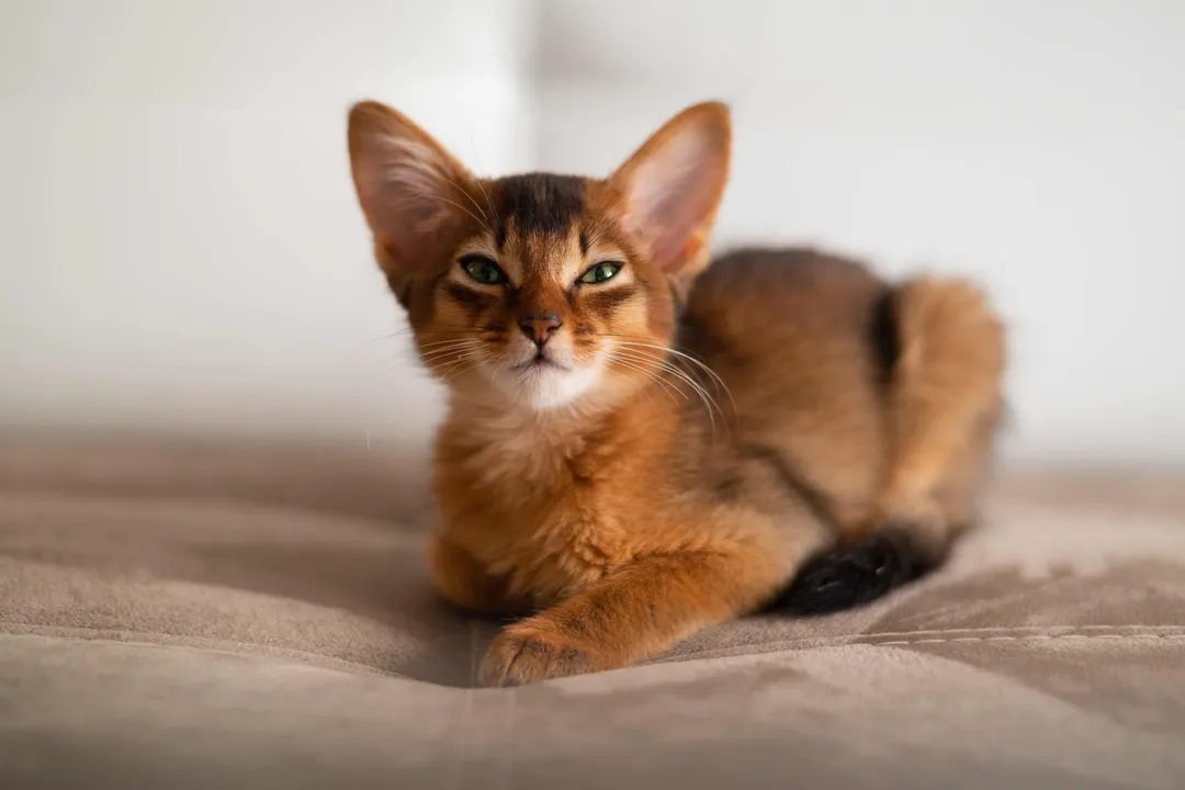 What are the pros and cons of Somali cats?, Care Needs