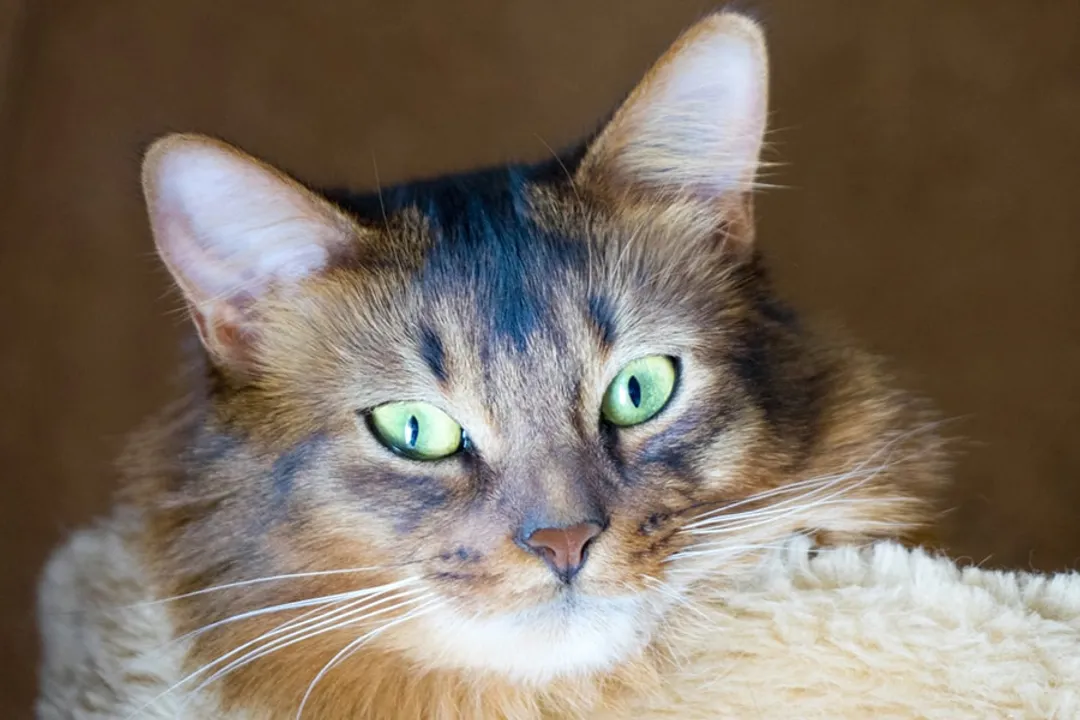 What are the pros and cons of Somali cats?, Energy Demand