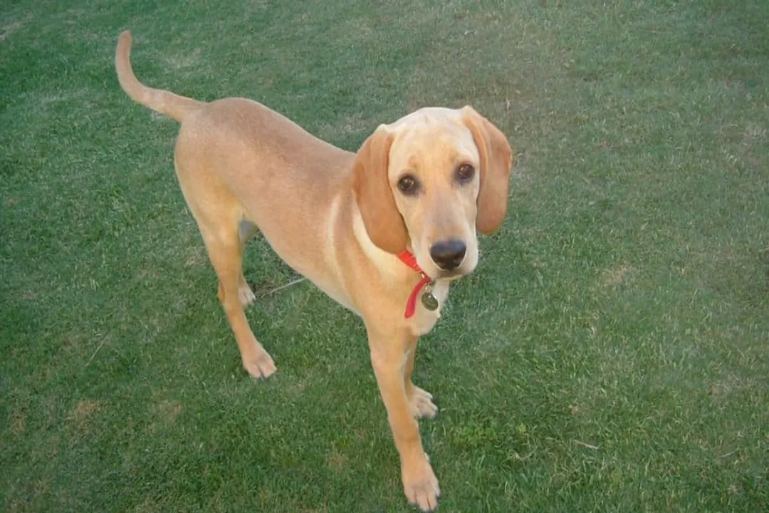 What are the pros and cons of Spanador?, Physical Appearance