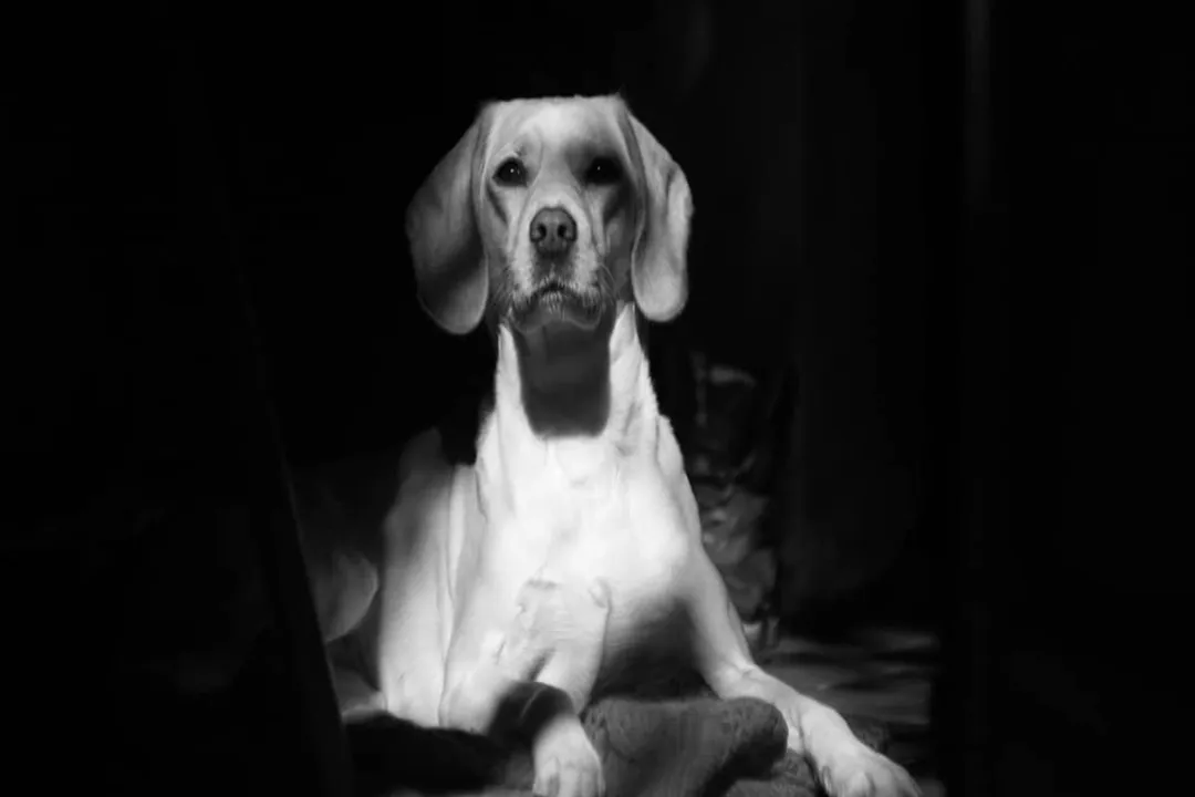 What are the pros and cons of Spanador?, Parent Lineage