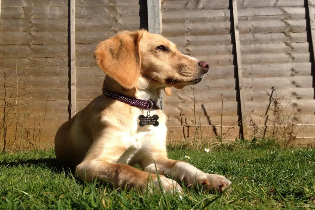 What are the pros and cons of Spanador?, Positive Traits