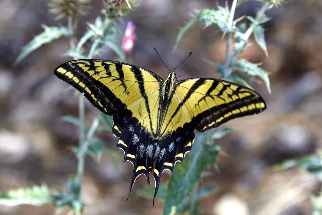 What are the special features of the swallowtail butterfly?, Caterpillar Chemistry