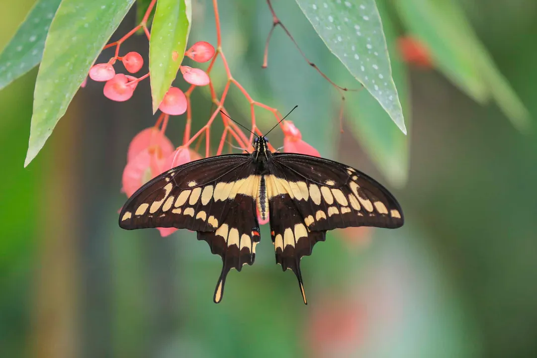 What are the special features of the swallowtail butterfly?, Wing Shape