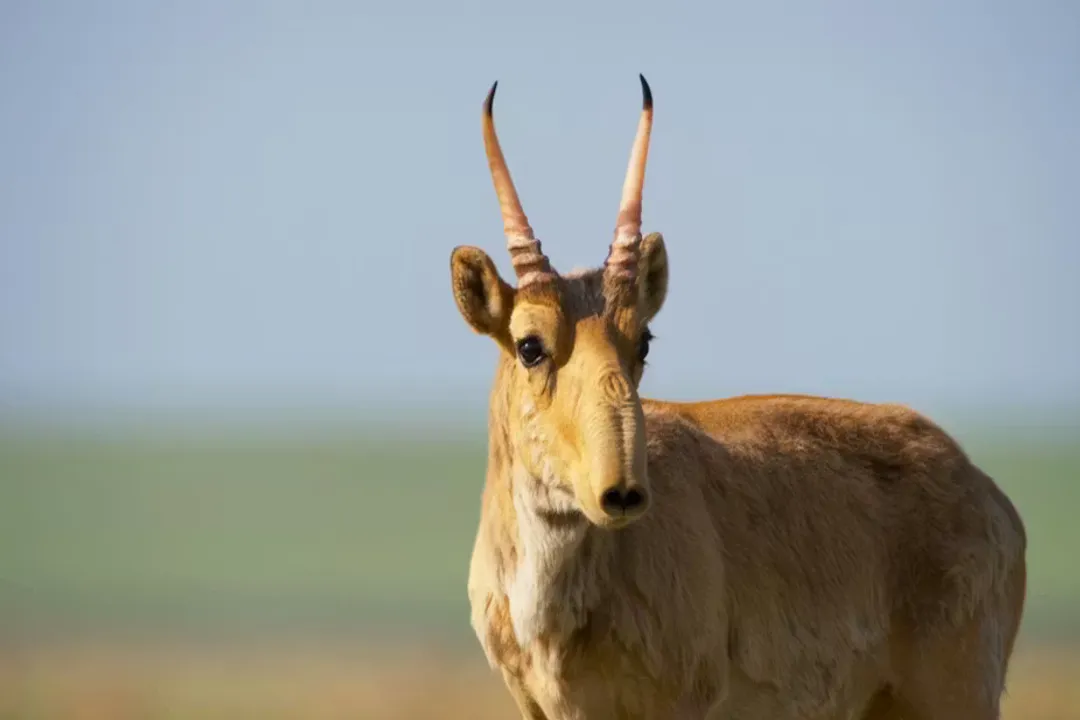 What are the subspecies of saiga?, Mongolian Distinct