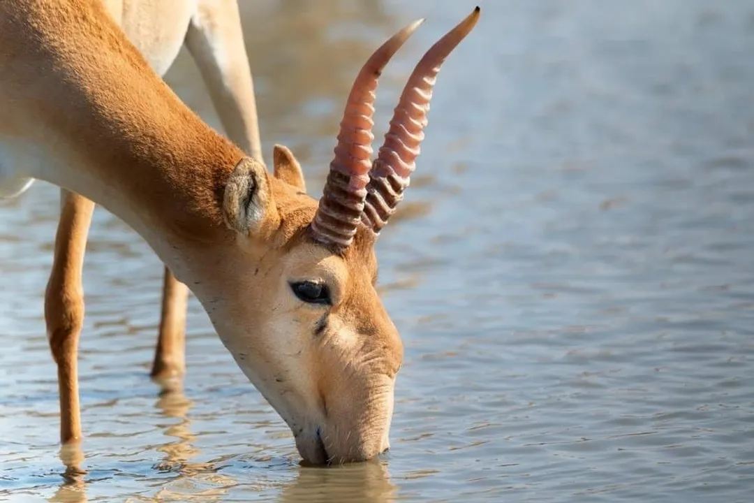 What are the subspecies of saiga?, Russian Range