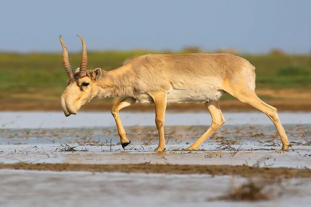 What are the subspecies of saiga?, Species Taxonomy