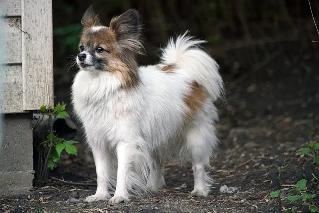 What are the weaknesses of a Papillon dog?, Physical Delicacy